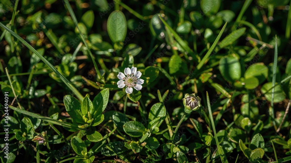 Obraz premium Springtime saxifraga floral background with lush foliage