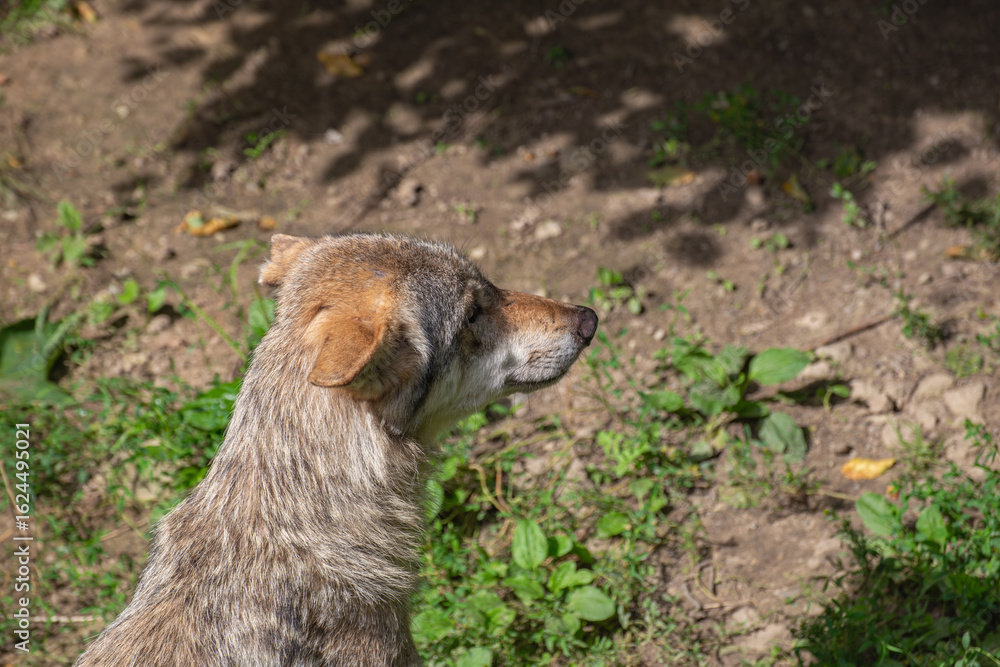 Fototapeta premium Wolf in the Woods – Mysterious Back View of Head and Neck