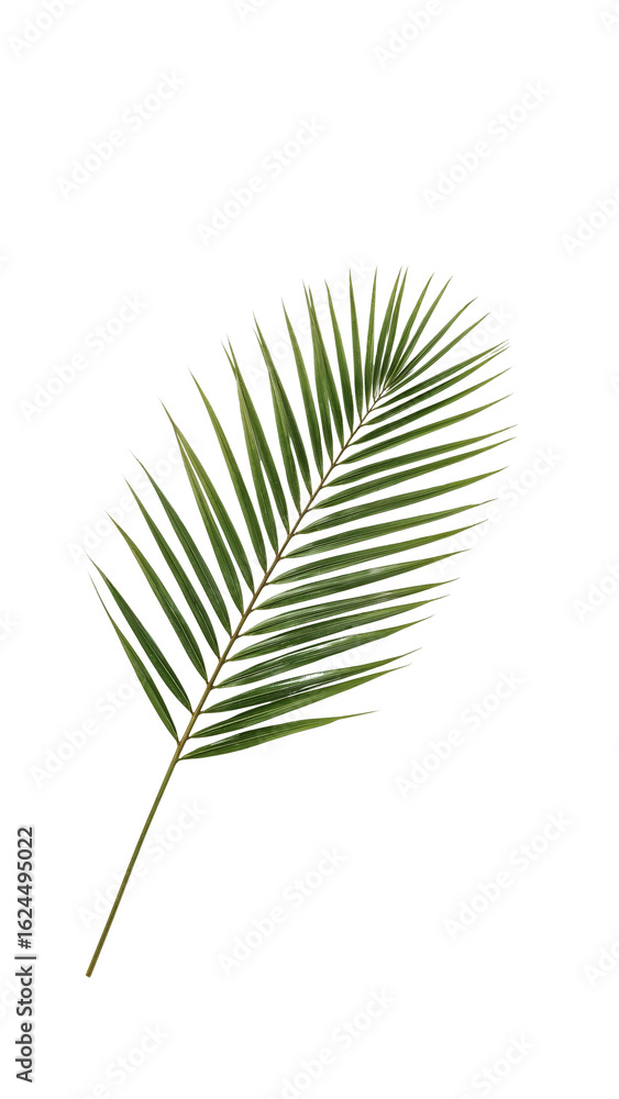 Fototapeta premium Isolated palm frond elegance, minimal botanical study, serene organic form against isolated