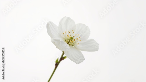 White Blossom Isolated on a Pure Background, Floral Nature Scene