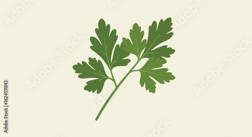 Parsley twig on plain background for recipe illustration or garnish use