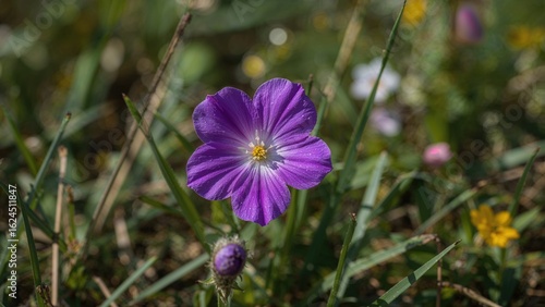 Radiant Violet Petals