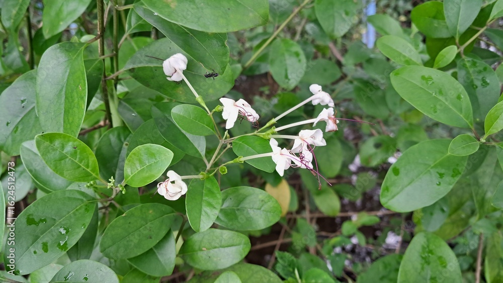Indian Privet Flowering Plant on Green Leaves Background Indian Privet Flowering Plant on Green Leaves Background