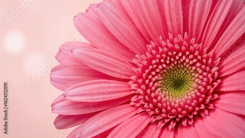 Close-Up of a Vibrant Rose Alongside a Gerbera