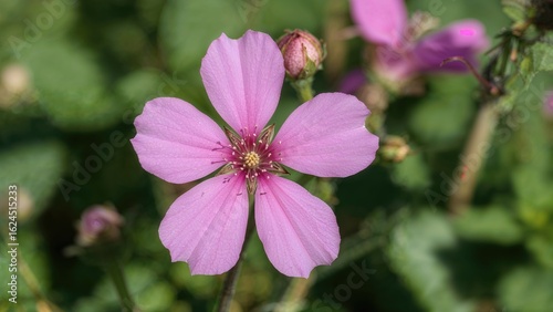 Antigonon leptopus contributes to enhancing beneficial insect populations that help reduce OPT damage by facilitating parasitoids and predators that consume fire caterpillars