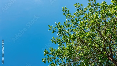 A rich blue sky spreads infinitely above a healthy bay leaf tree, its leaves gleaming in the daylight.