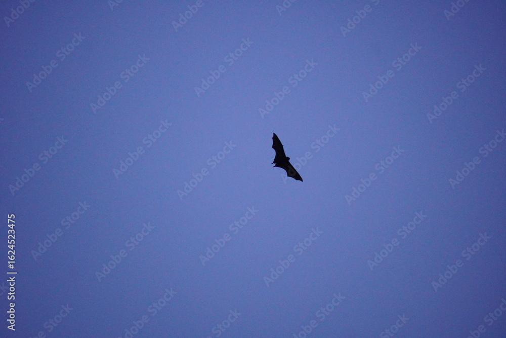 Fototapeta premium The Mauritian flying fox also known Greater Mascarene flying fox or Mauritius fruit bat flying in the sky