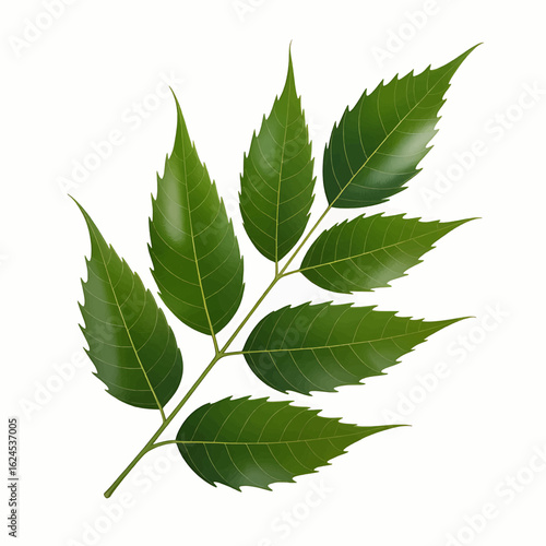 Realistic Neem Leaf Branch – Medicinal Herb