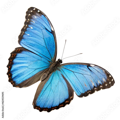 A blue butterfly mechanically isolated
