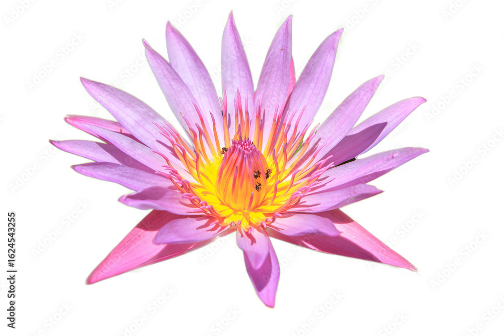 Fototapeta premium A beautiful pink lotus water lily blossom blooming in a pond
