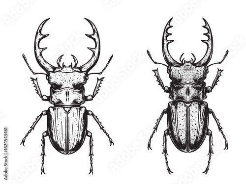Vintage engraved stag beetle with horned jaws for bold tattoo art and rustic brand packaging