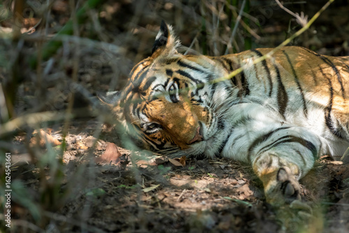 wild female bengal tiger or panthera tigris lying on ground with eye contact and winter season sunlight coming on face in safari at bandhavgarh national park forest reserve madhya pradesh india