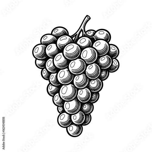 Vintage grape bunch illustration in a classic engraving style. Hand-drawn monochrome fruit sketch isolated on a white background.