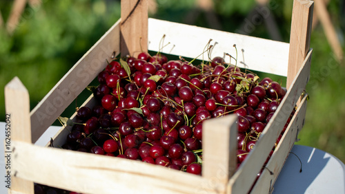 Εκτύπωση καμβά Ripe crimson cherries glisten dreamily in sunlit crates, embodying Midsummer's b