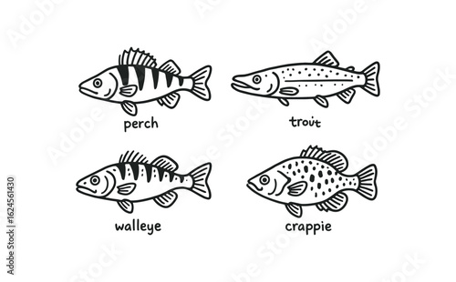hand drawn cute doodle style line isolated on white background ice fishing (species): perch pike trout walleye bluegill crappie
