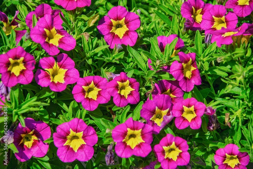 petunia calibrachoa in the garden petunia calibrachoa in the garden