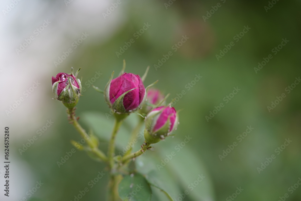 quantum basic instinct Cambridge valentine roses and rose buds on different scales and with macro photography quantum basic instinct Cambridge valentine roses and rose buds on different scales and with macro photography