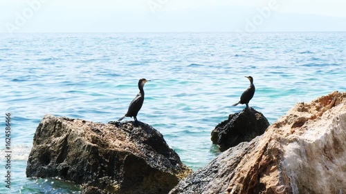 Wallpaper Mural Two dark cormorants sitting calmly on rocks in the tranquil blue sea. Birds turn their heads, scanning the horizon. Peaceful coastal wildlife scene in Aegina, Greece. No people Torontodigital.ca