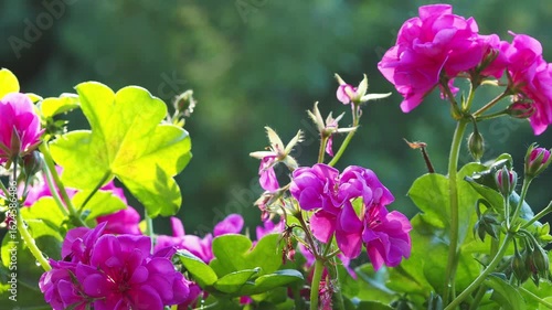 The background is a pink geranium with leaves on a green blurred background. Gardening. City balcony. garden. Grow flowers. Take care of the plants.