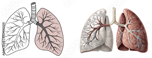 lungs on transparent background 