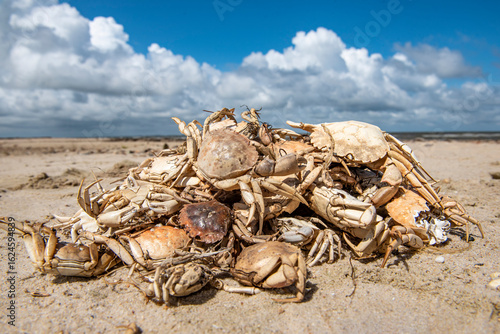 Nahaufnahme eines Haufens eingesammelter, gestorbener und ans Ufer gespülter Schalen von Krebsen mit teilweise von Vögeln aufgepickten Schalen