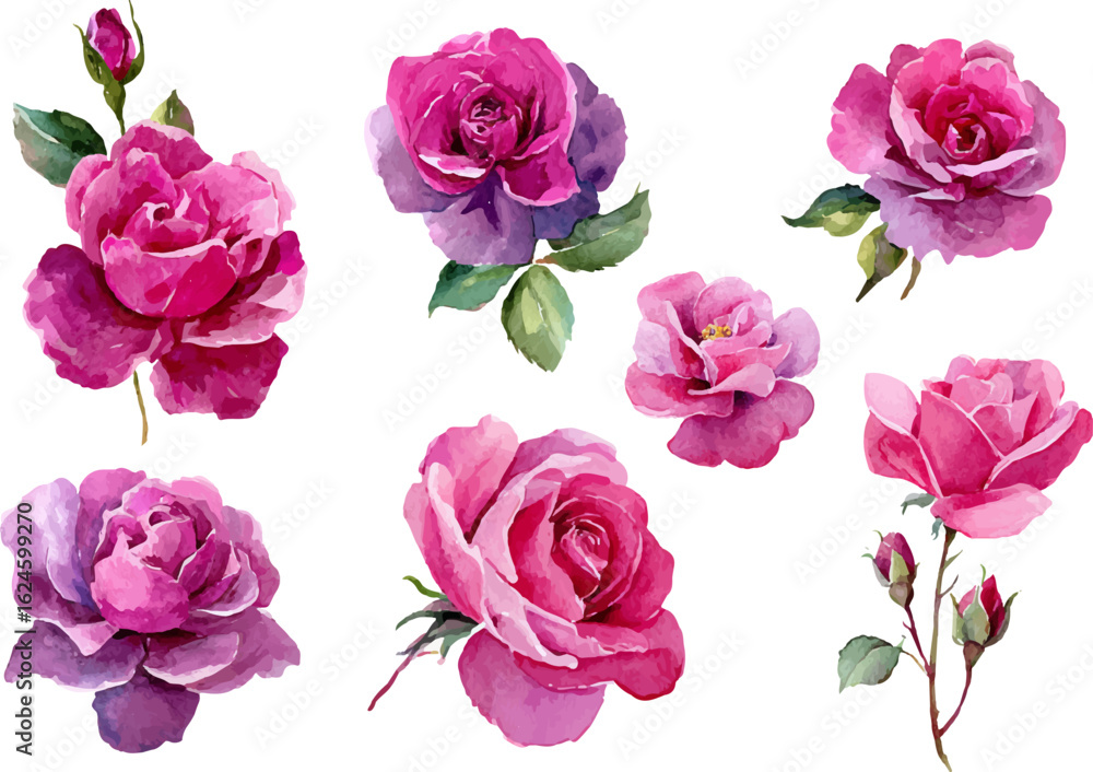 Fototapeta premium pink roses on white background