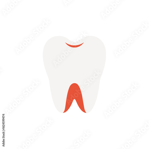 Stylized illustration of a healthy white tooth with a red gum line