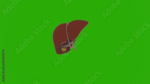 3D realistic human liver model with intricate anatomical details, dynamically rotating in a full 360-degree spin on a vibrant chroma key green screen, featuring vivid texture, realistic organ  