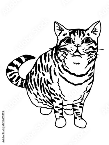 A detailed black and white line art illustration of a domestic tabby cat in a seated pose, looking directly at the viewer. Ideal for pet-themed designs, animal concepts, and graphic art.