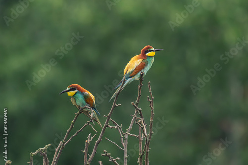 bienenfresser, green, wild, bunt, blau, eater, eisvogel, roller, farbe, ast