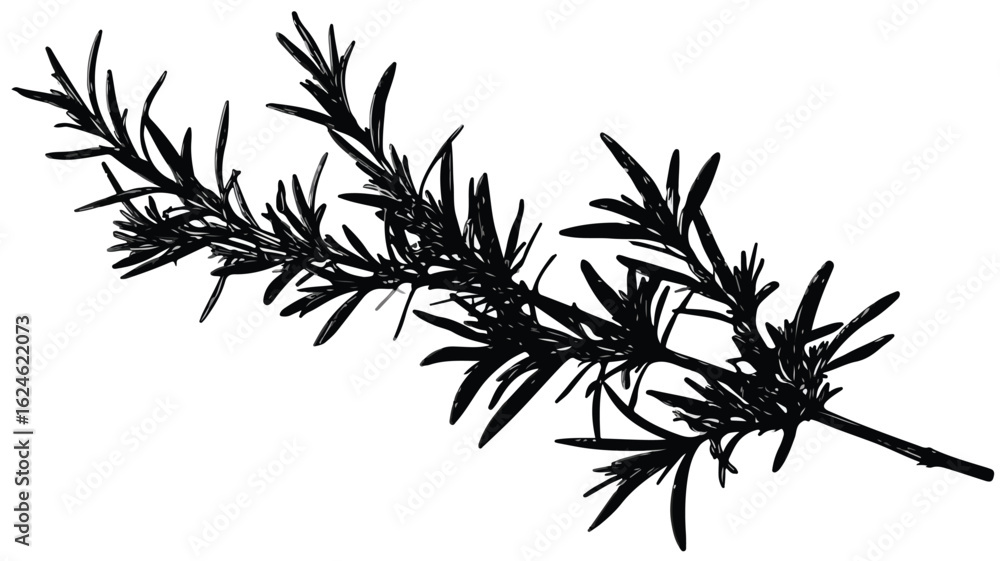 Naklejka premium Elegant Rosemary Silhouette Logo Vector on White Background