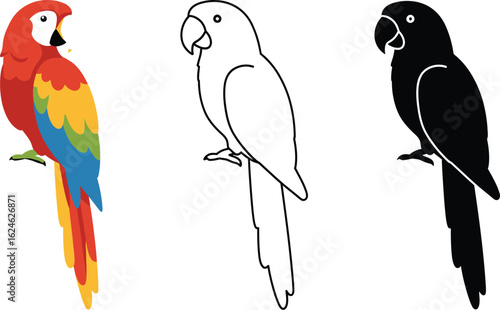 Three distinct illustrations of a colorful macaw parrot showing its vibrant plumage and silhouette