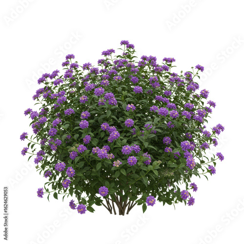 A vibrant, healthy purple lantana flower bush with dense green foliage, 3/4 view, isolated cleanly on a transparent background with no shadows, concept for botanical illustration and garden design