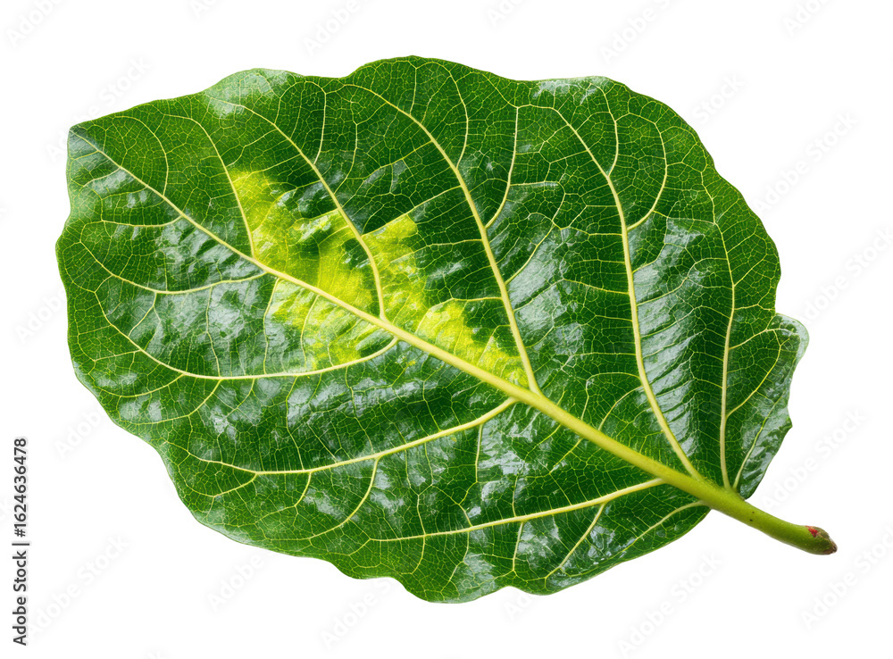 Obraz premium Vibrant green leaf natural botanical nature concept isolated on transparent background