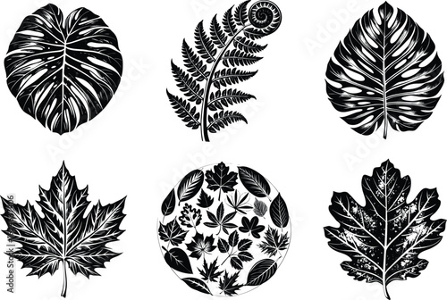 Detailed monochrome leaf specimen clipart collection including monstera, fern, maple leaf and mixed botanical leaves