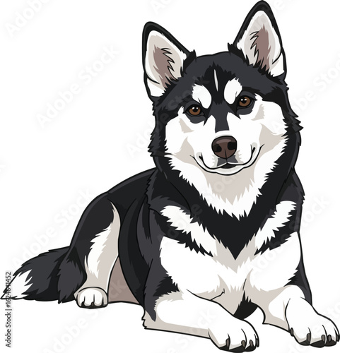Alaskan Klee Kai Dog Lying Down - Cute Miniature Husky Vector 