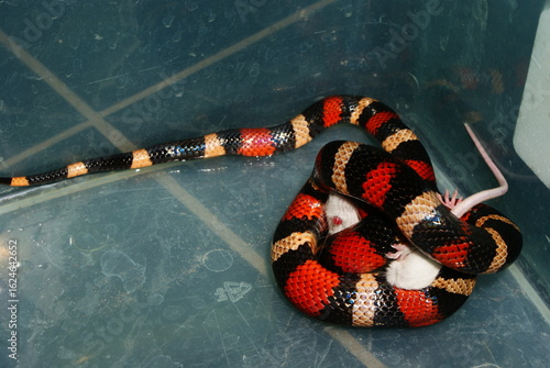 Bilde på lerret A milksnake consuming a mouse inside a container