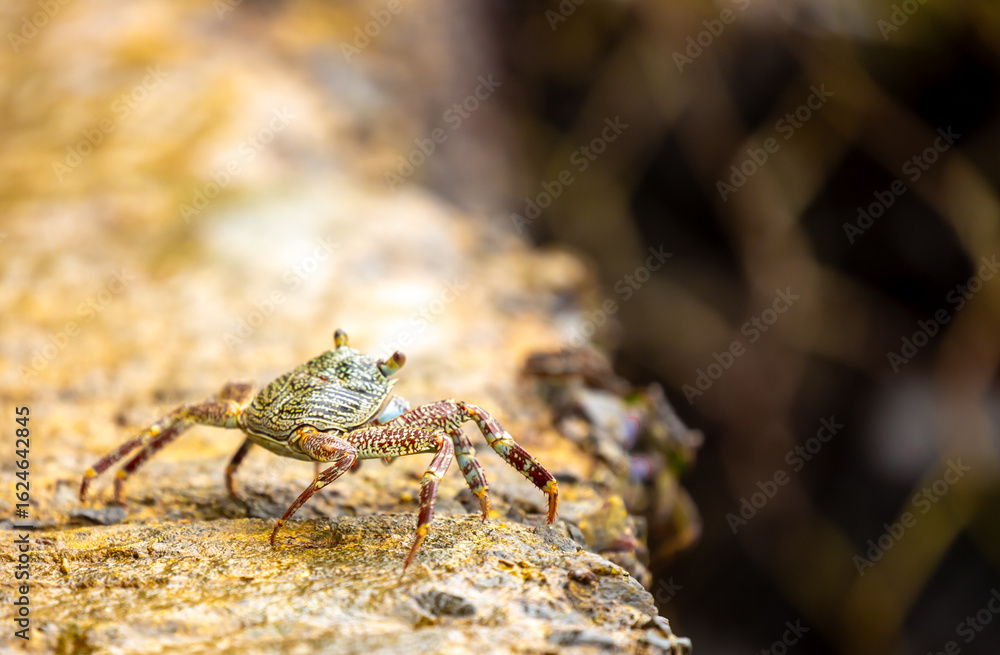Obraz premium Crab on the beach runs along the pier. Exotic animals in resort places. The concept of a beach holiday in the tropics.