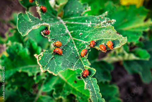 Tableau sur toile Larvae of the Colorado potato beetle eat a potato leaf