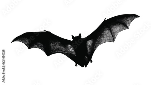Bat Outlines on White Backdrop - Professional Image Editing for Adobe Stock