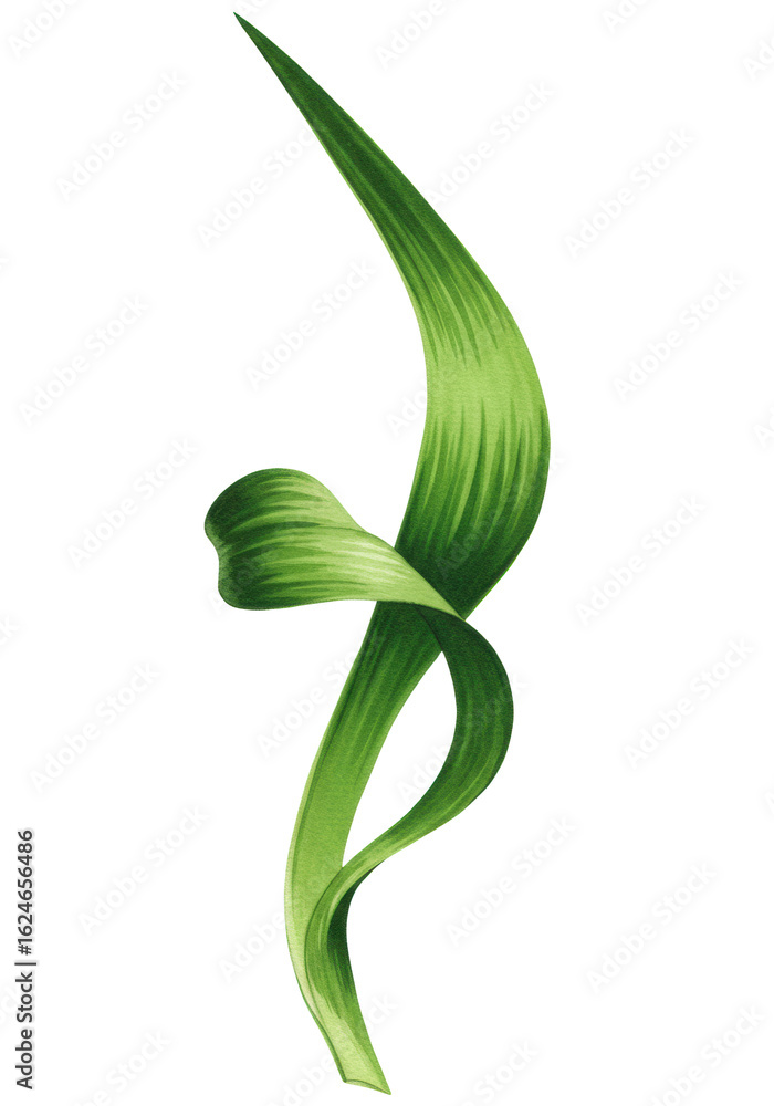 Long green leaf with emerald and forest shades and a gentle organic curl, detailed photorealistic watercolor painting on a plain transparent background, brightly lit studio shot with high Long green leaf with emerald and forest shades and a gentle organic curl, detailed photorealistic watercolor painting on a plain transparent background, brightly lit studio shot with high