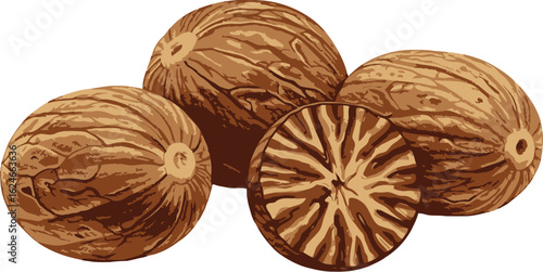 Vector illustration showcasing a group of nutmeg seeds, one sliced in half, detailed with brown hues and intricate texture patterns on a white background