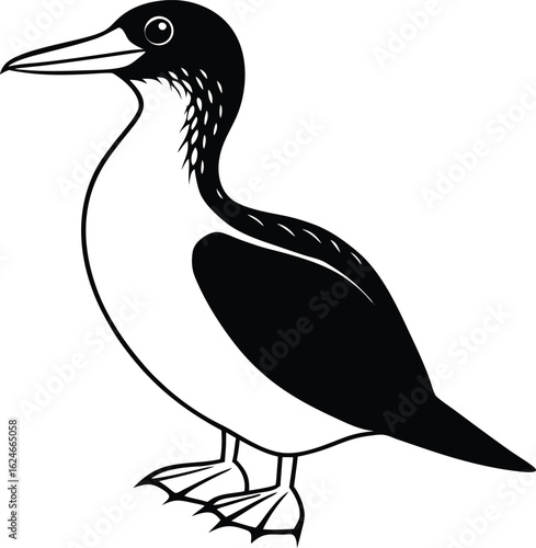 blue footed booby on white background.eps