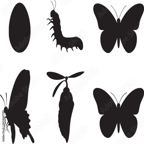 Vector art of butterfly life cycle stages silhouette isolated on white background showing the transformation from egg to insect