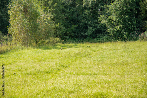 Bright, sun-drenched meadow with lush green grass and wild rabbit sitting at the edge of the field in front of dense forest of tall trees, peaceful rural landscape,
