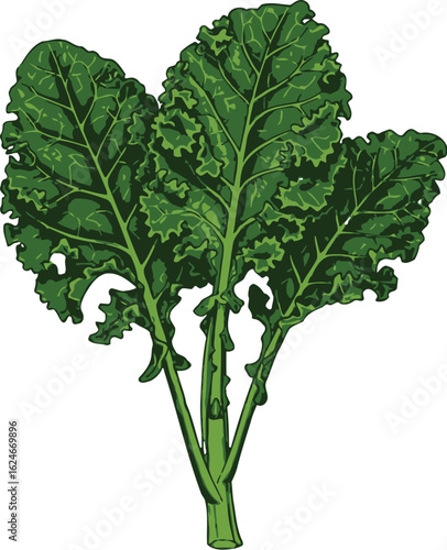 Vibrant vector illustration of three kale plants with detailed leaves and stems, showcasing fresh produce and healthy eating, set against a clean white background