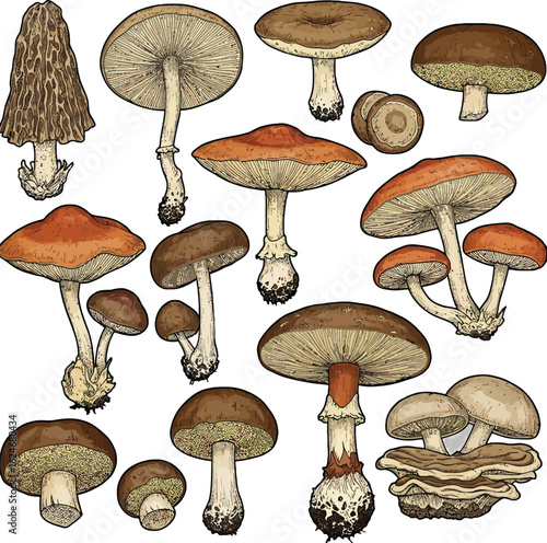 Detailed illustration showcases a variety of edible mushrooms, highlighting their unique shapes, colors, and textures, set against a clean background