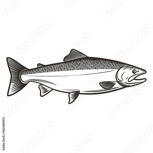 Salmon fish vector sketch engraving outline isolated on white Scratch board imitation