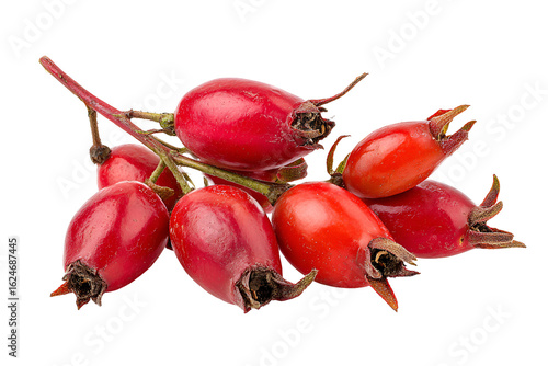 Rosehips on a branch vibrant red berries nature