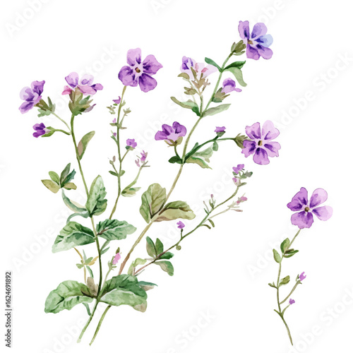 A watercolor purple verbena flower and leaves illustration isolated on a white background, AI painting style, vector set available in EPS format. Hand painted watercolor design

